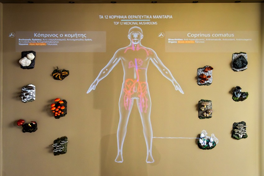 Μουσείο Φυσικής Ιστορίας