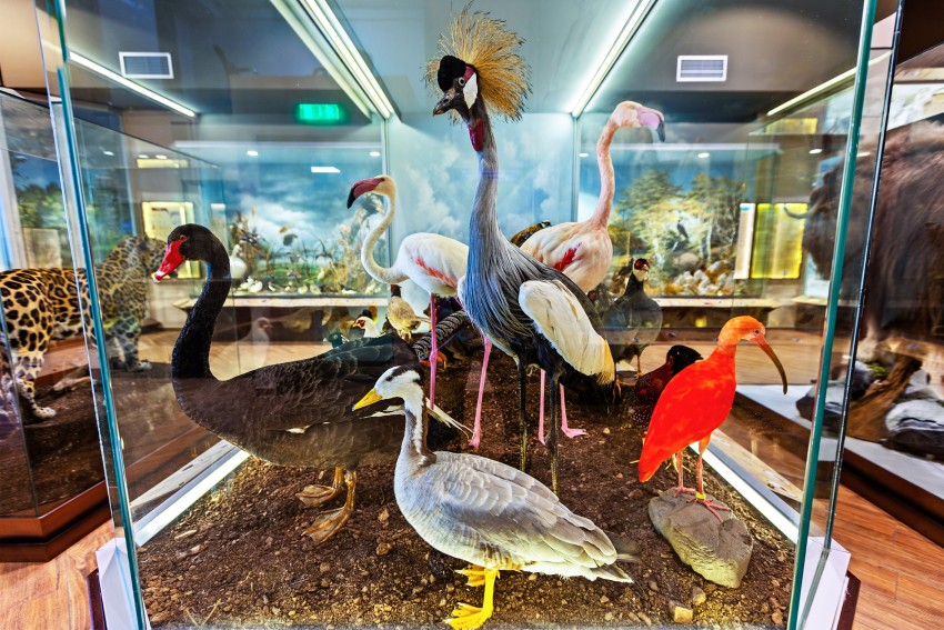 Μουσείο Φυσικής Ιστορίας