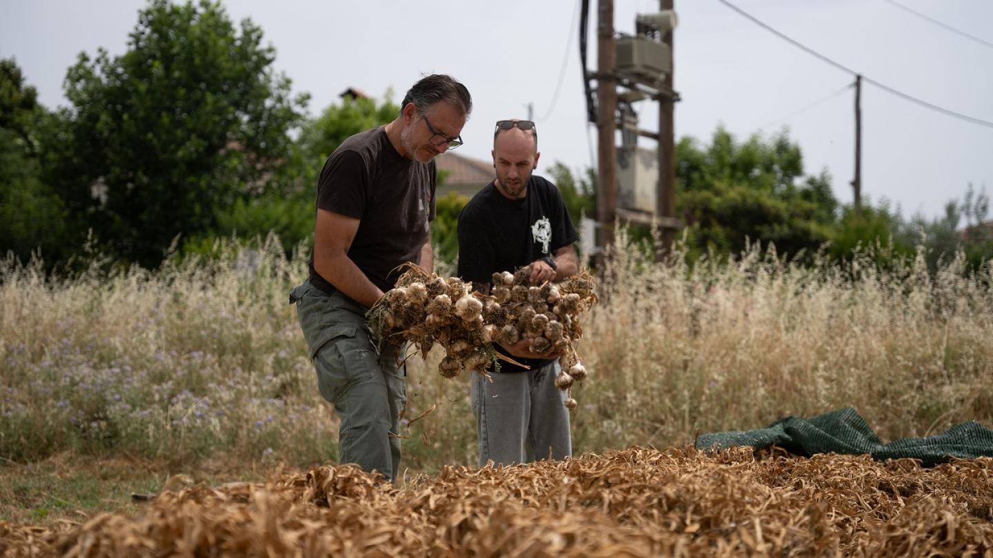 Σκόρδα Πλατύκαμπου