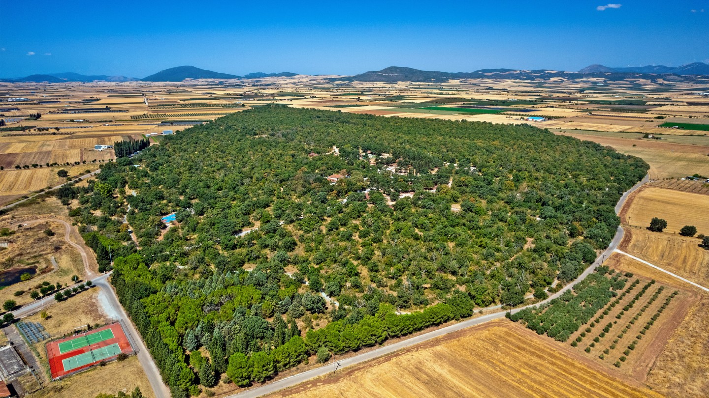 Kouri Forest in Almyros