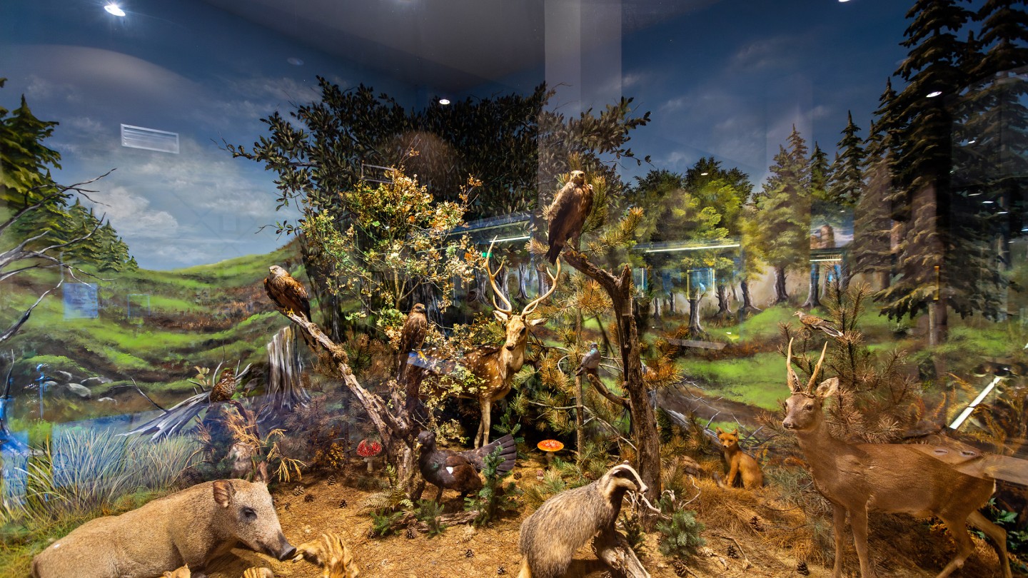 Μουσείο Φυσικής Ιστορίας