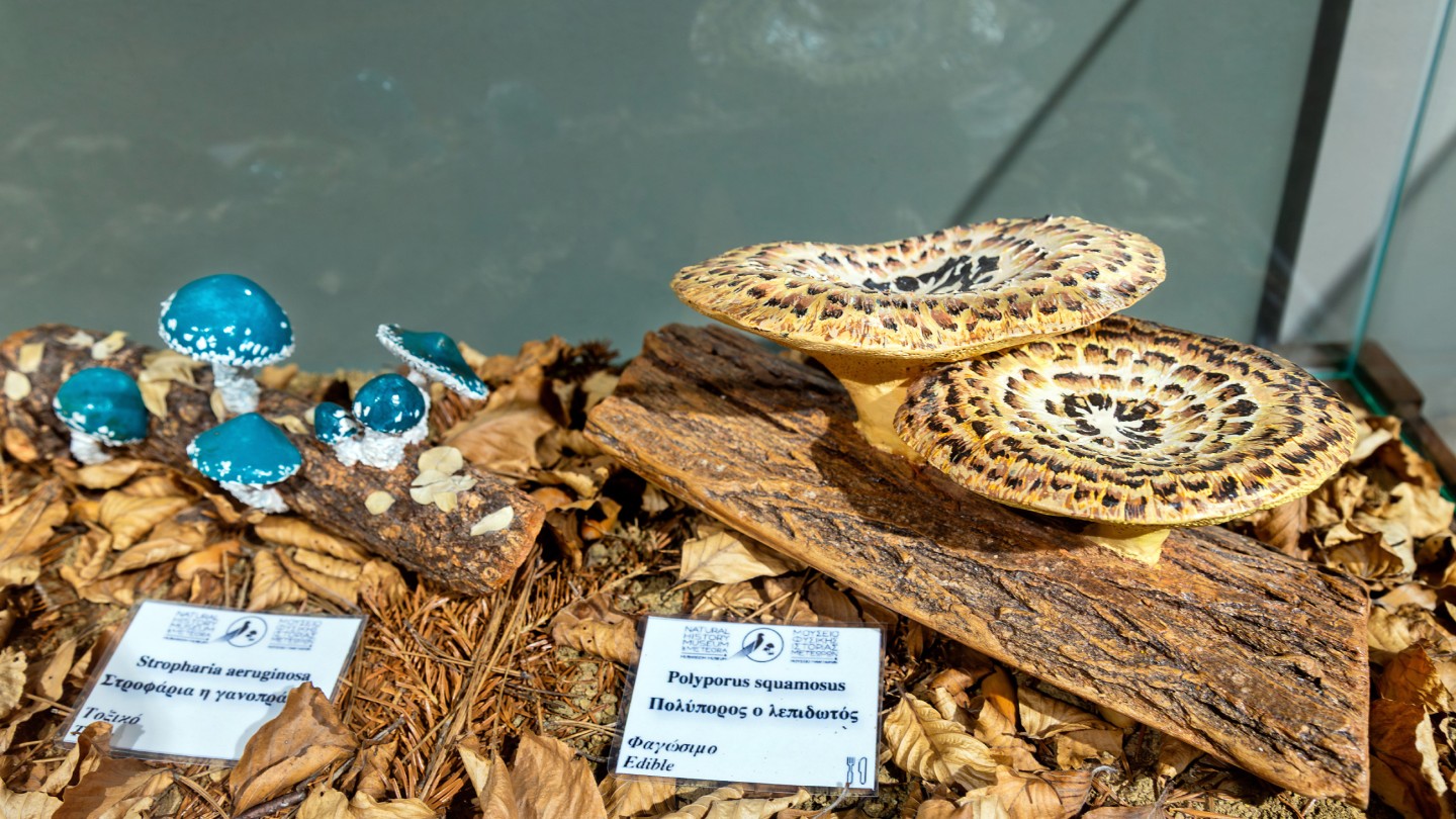 Μουσείο Φυσικής Ιστορίας