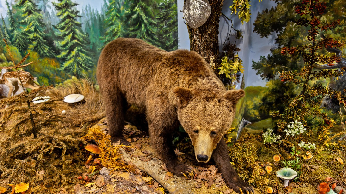 Μουσείο Φυσικής Ιστορίας