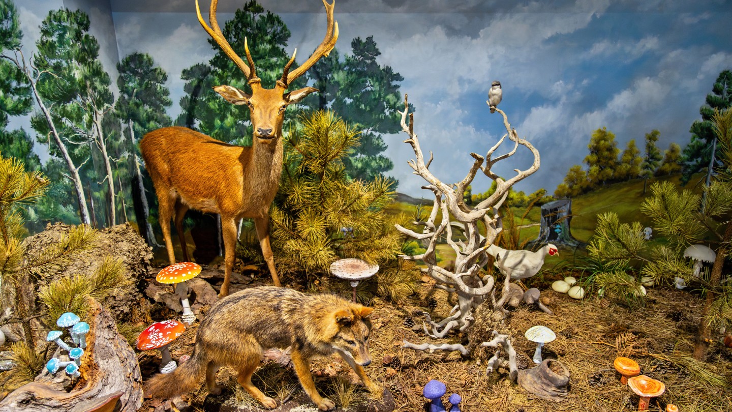 Μουσείο Φυσικής Ιστορίας