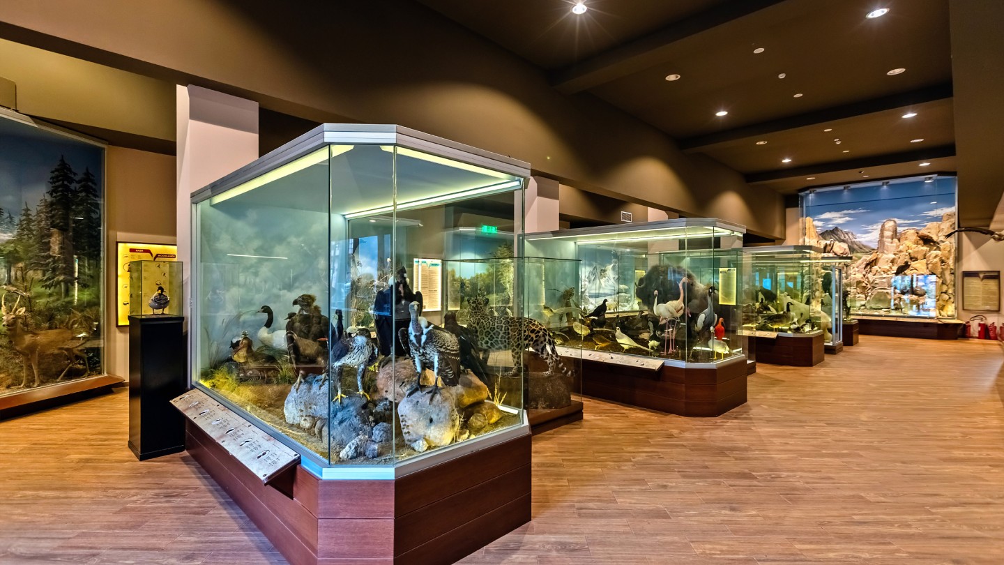 Μουσείο Φυσικής Ιστορίας