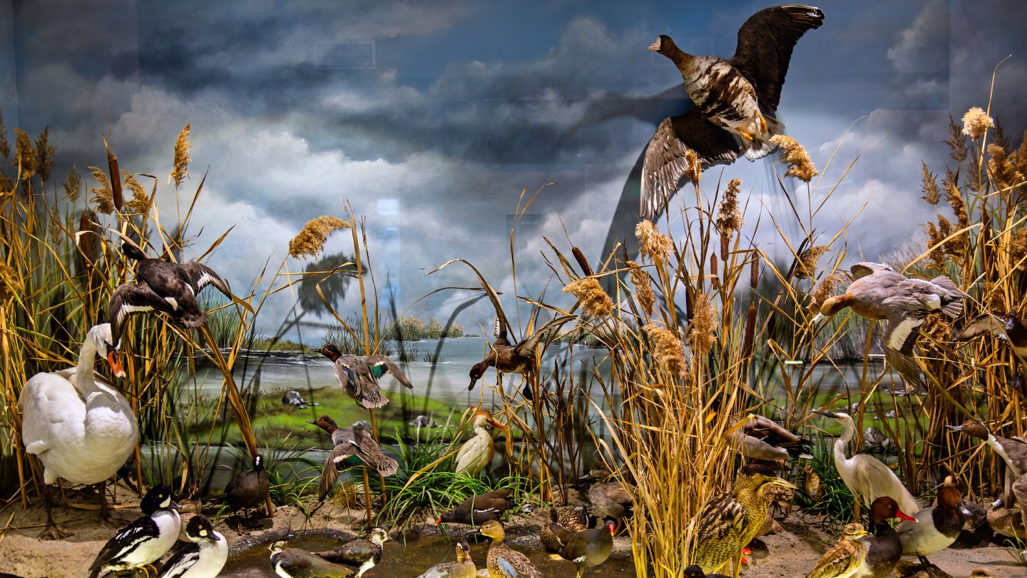 Μουσείο Φυσικής Ιστορίας