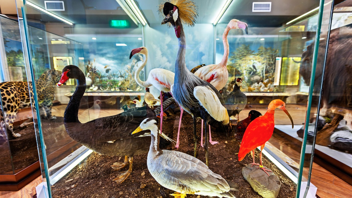 Μουσείο Φυσικής Ιστορίας