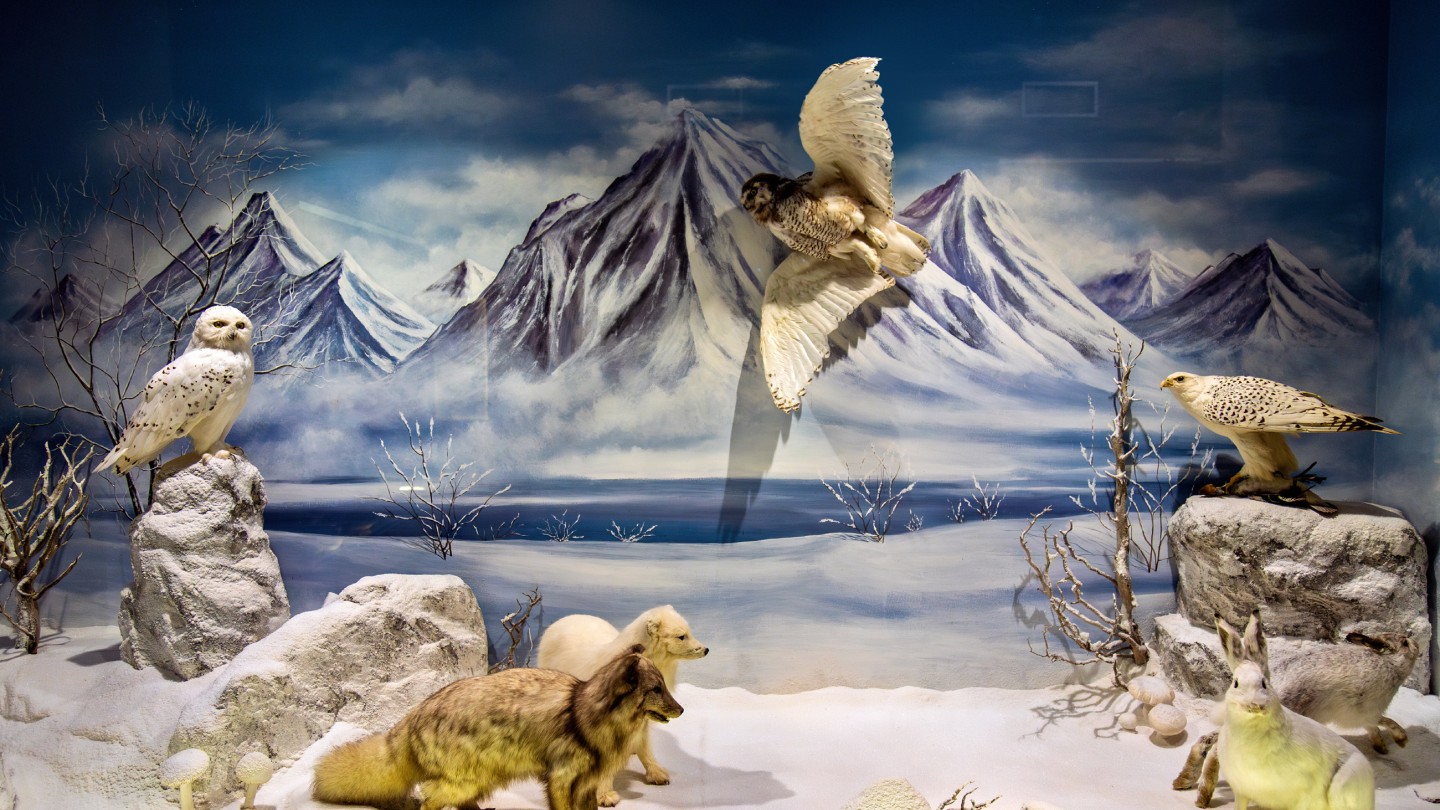 Μουσείο Φυσικής Ιστορίας