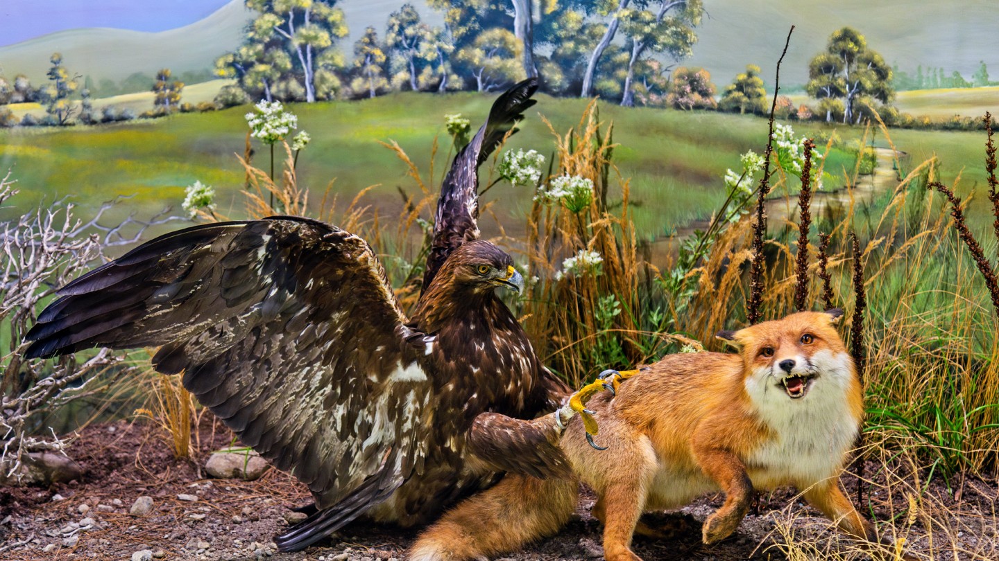 Μουσείο Φυσικής Ιστορίας