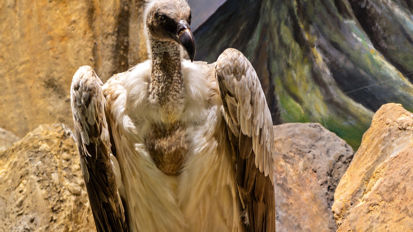 Μουσείο Φυσικής Ιστορίας