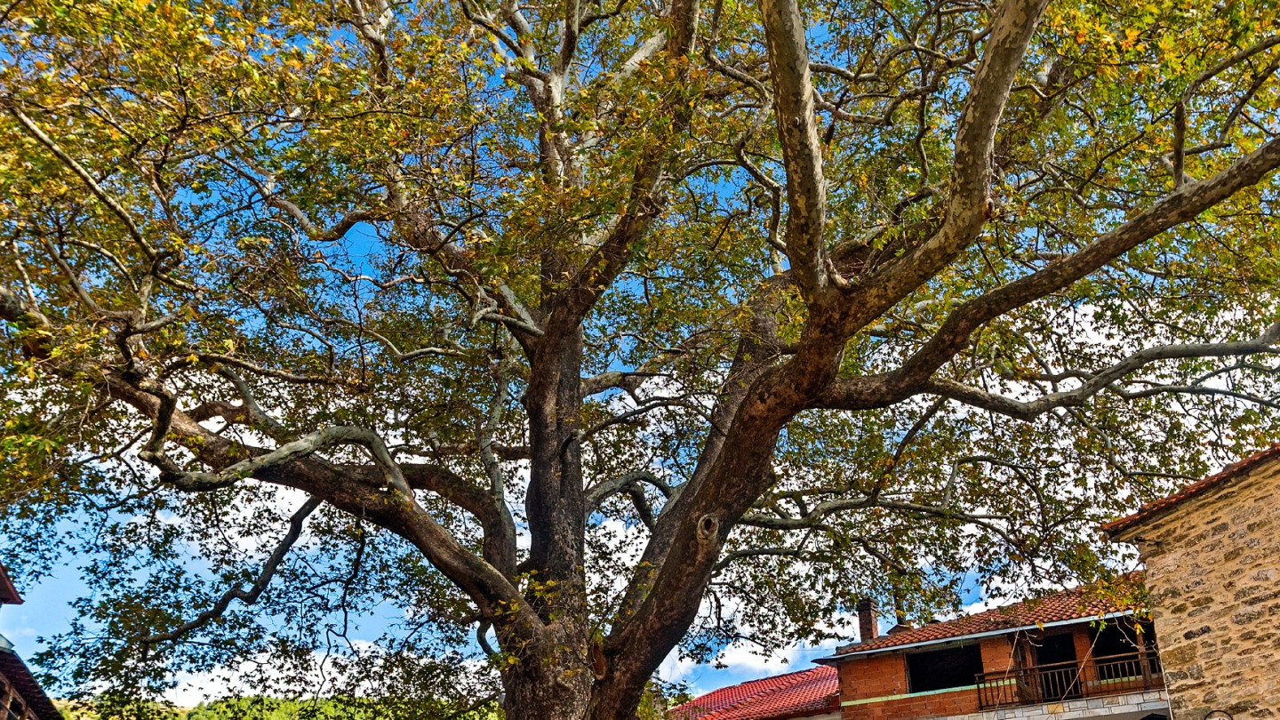 Λιβάδι Ολύμπου