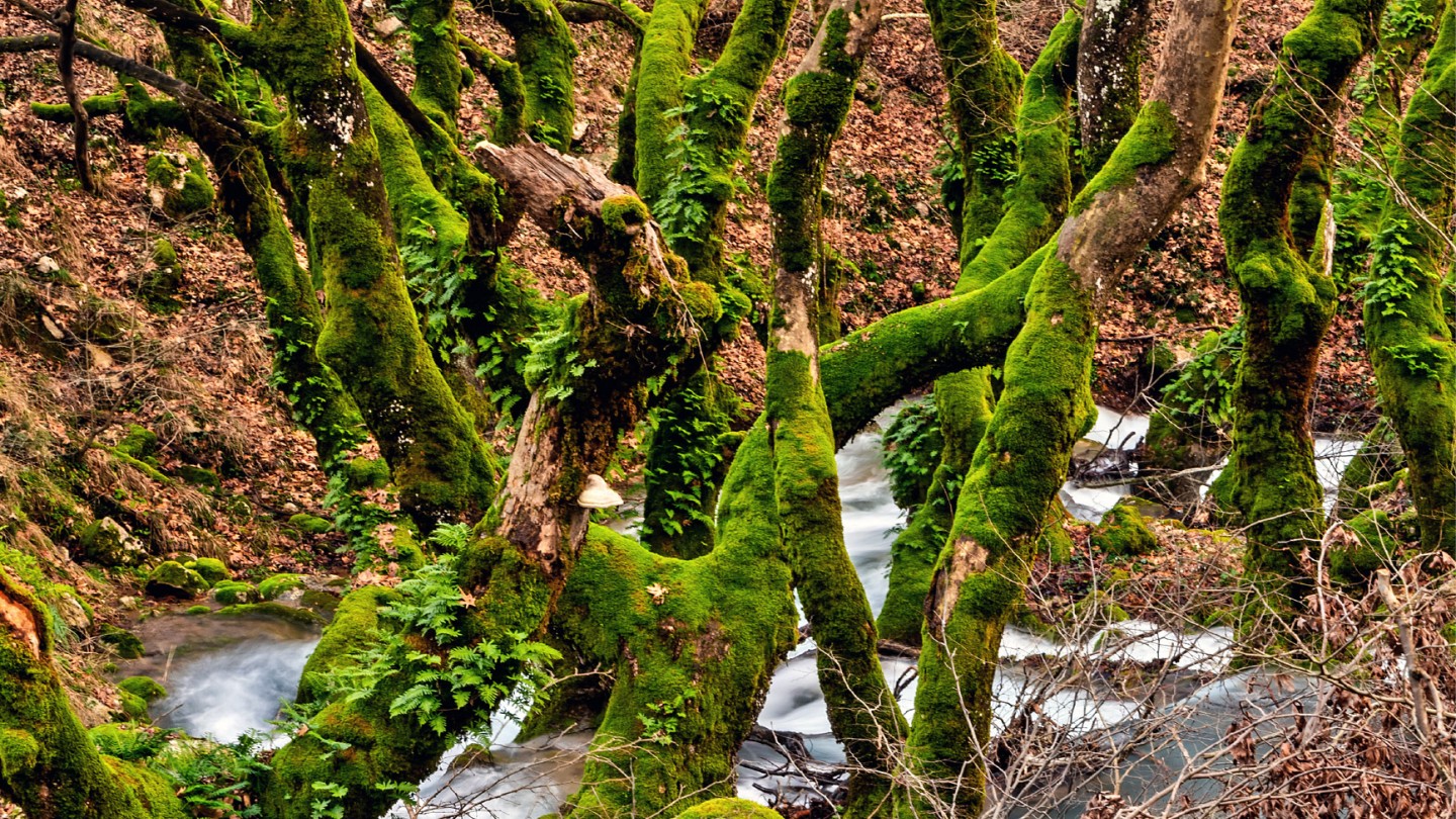 Μονοπάτι Ασκληπιού