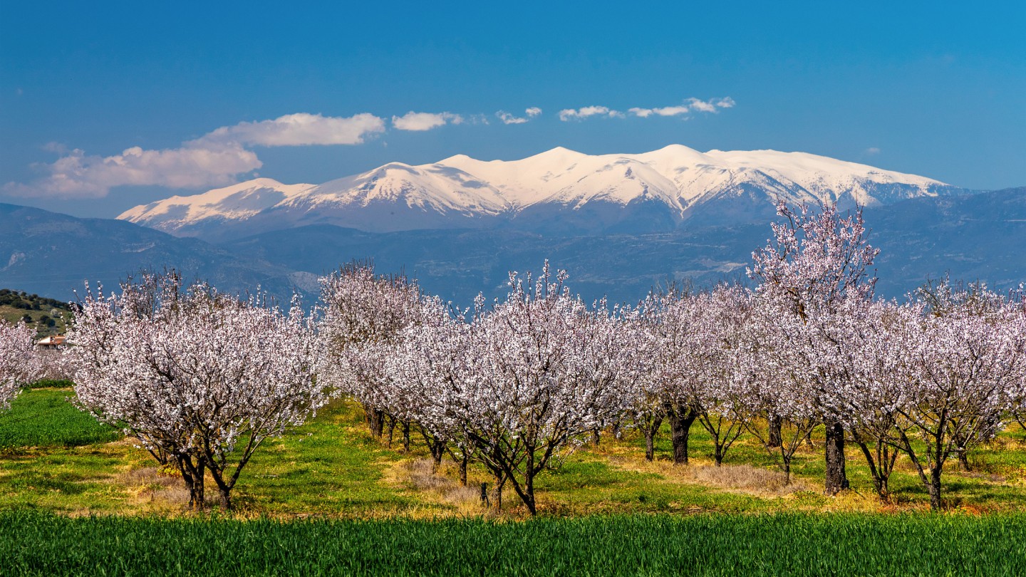 Ανοιξιάτικο Υπερθέαμα στον Θεσσαλικό Κάμπο