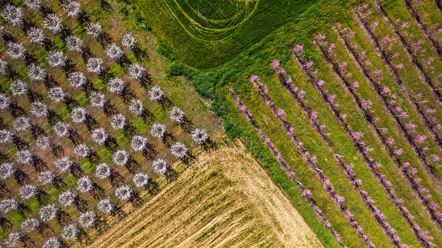 Ανθισμένες Αμυγδαλιές