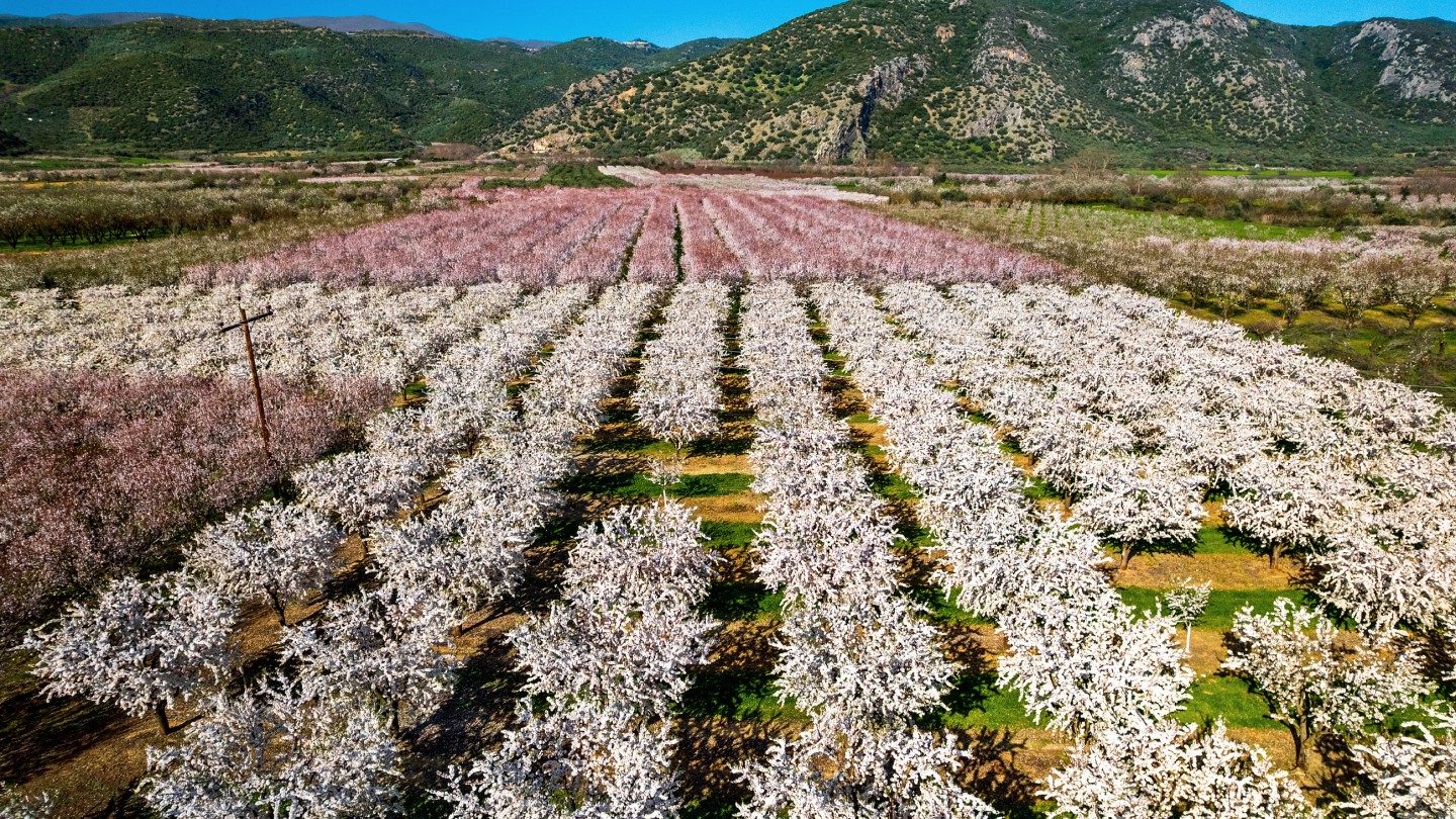 Ανθισμένες Αμυγδαλιές