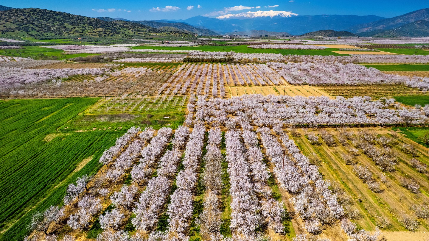 Ανθισμένες Αμυγδαλιές