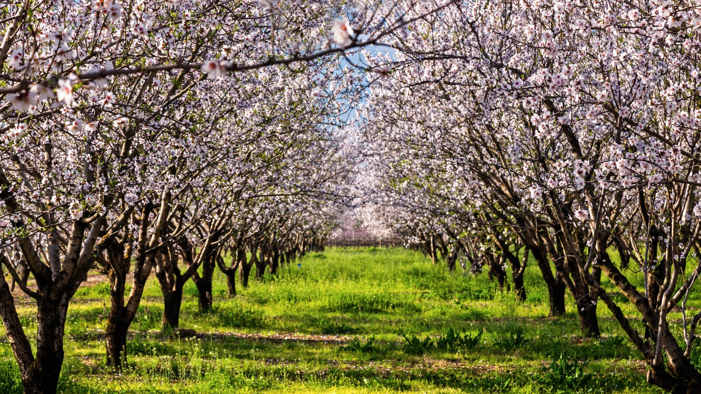 Ανθισμένες Αμυγδαλιές