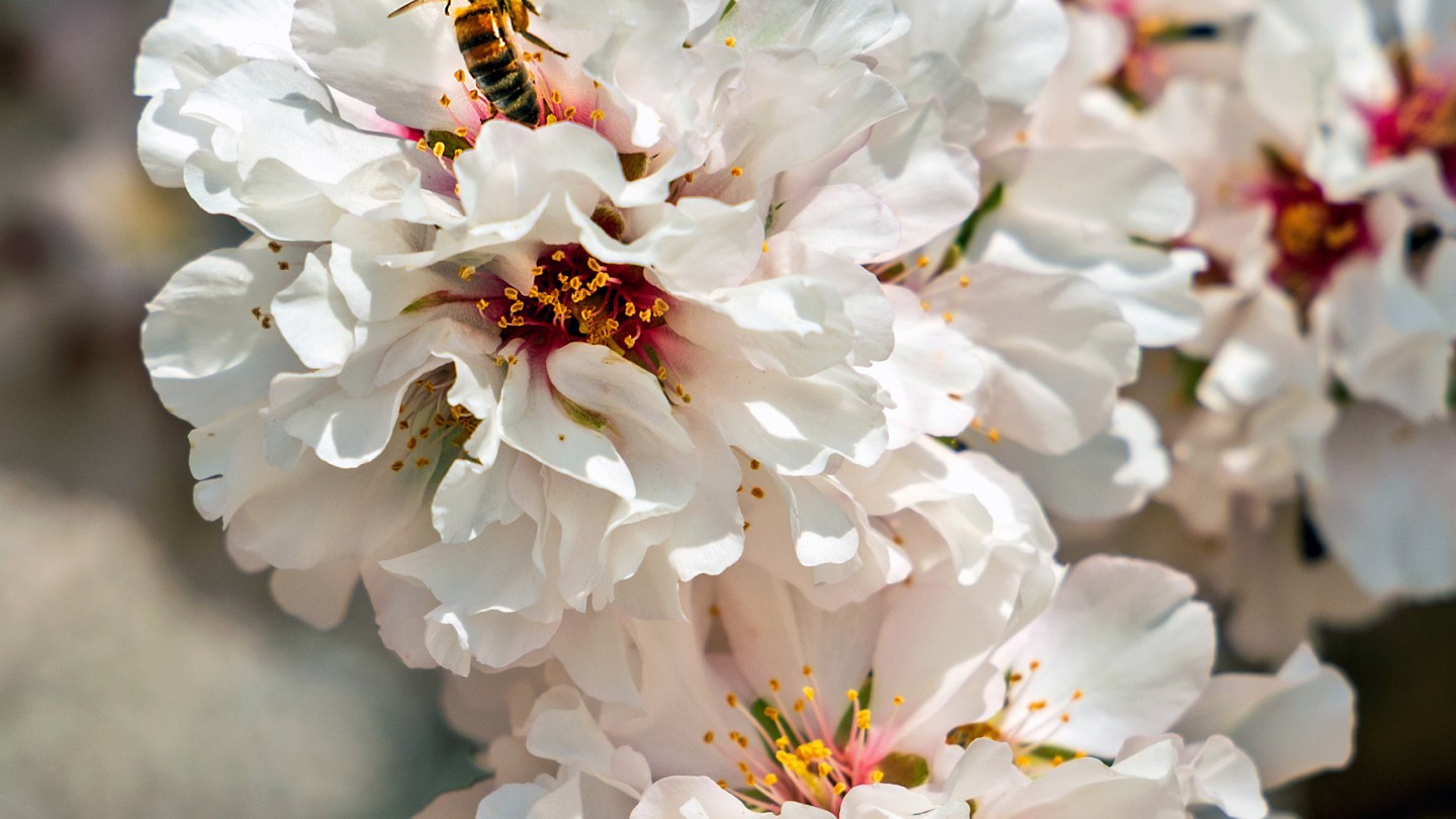 Ανθισμένες Αμυγδαλιές