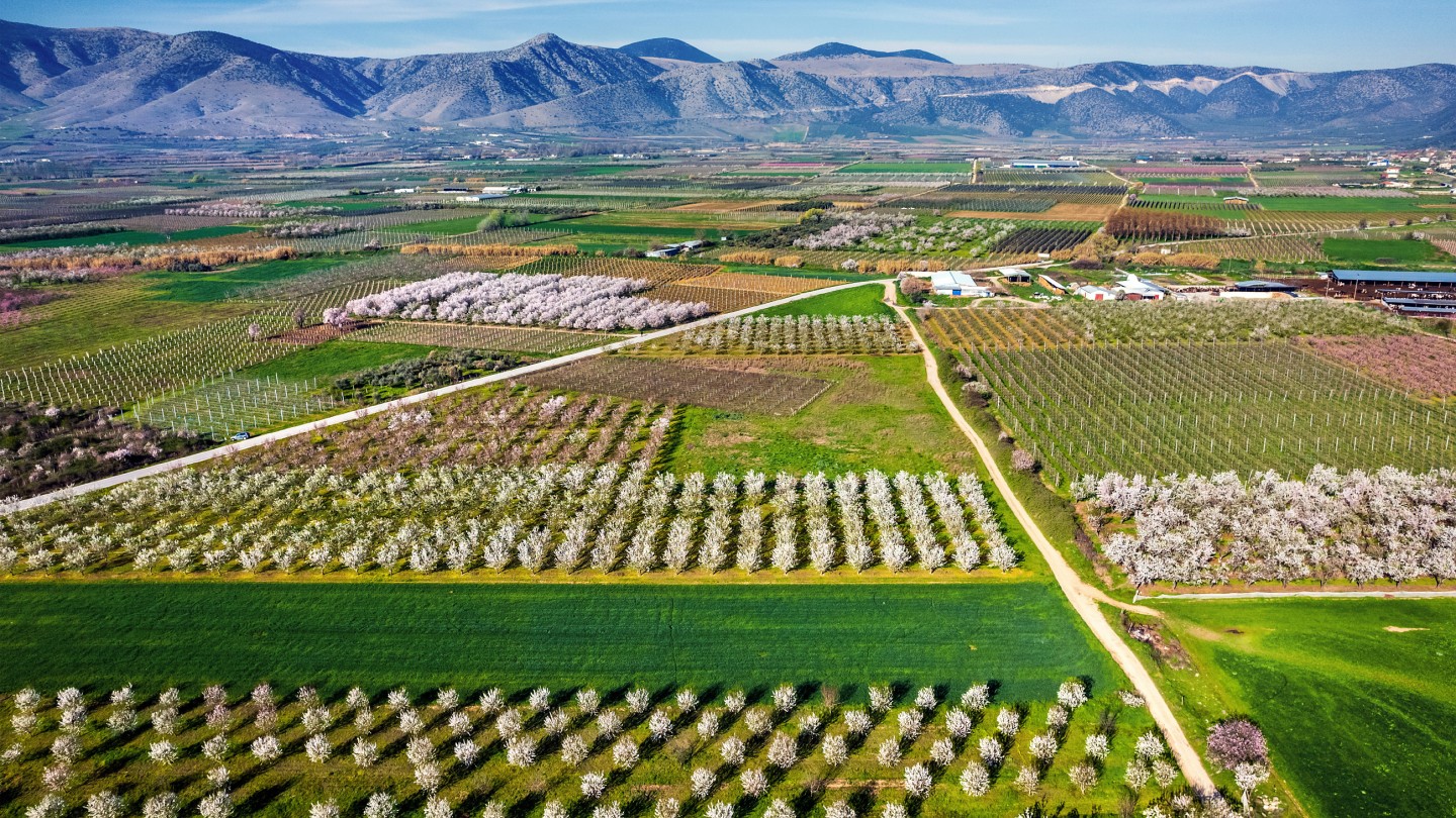 Ανθισμένες Αμυγδαλιές