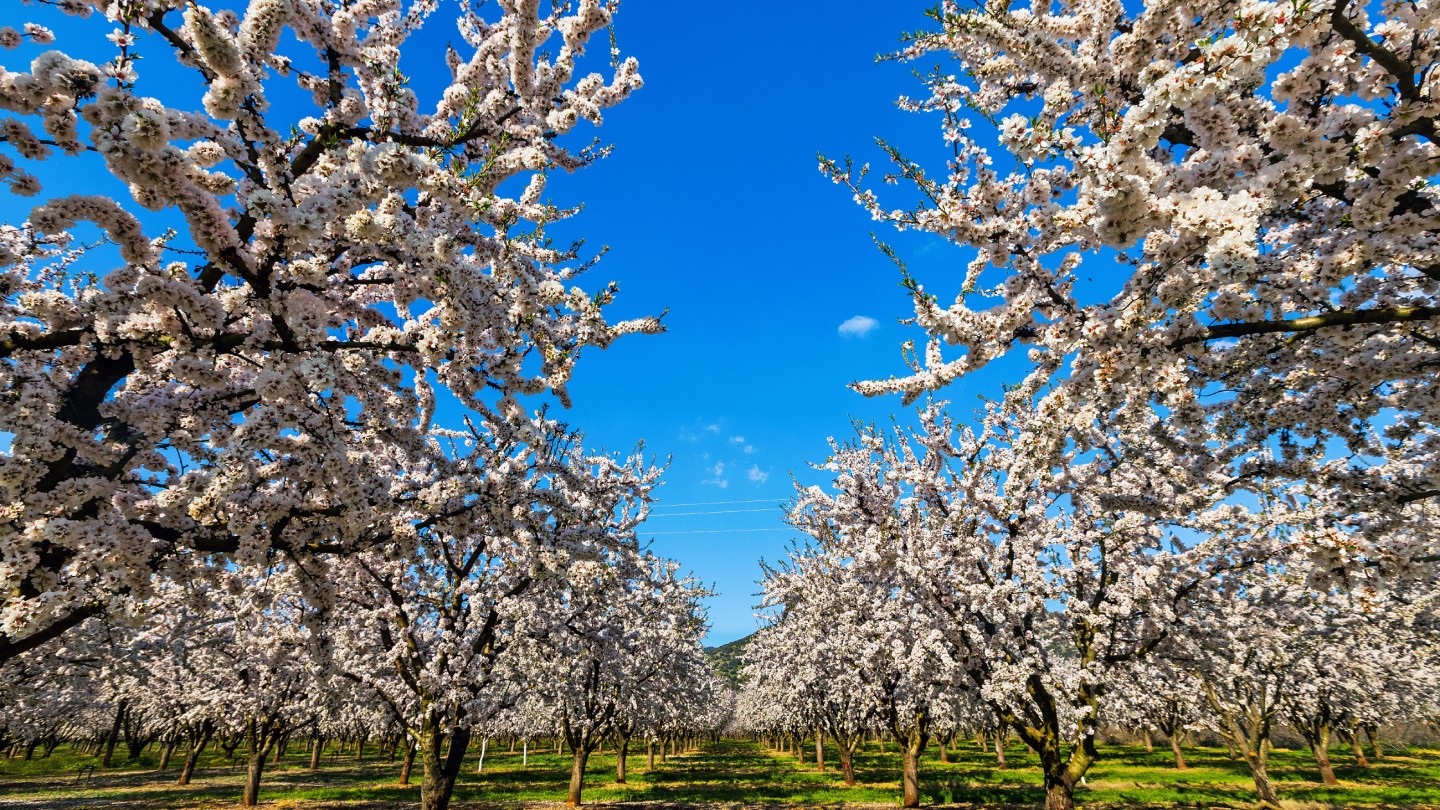 Ανθισμένες Αμυγδαλιές