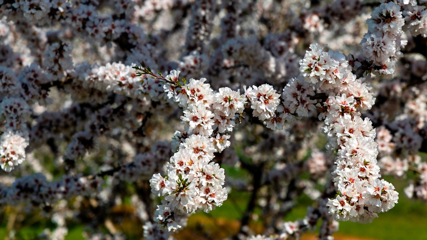Ανθισμένες Αμυγδαλιές