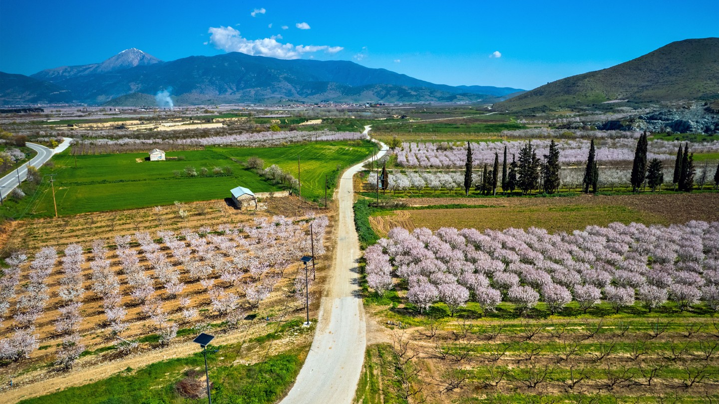 Ανθισμένες Αμυγδαλιές