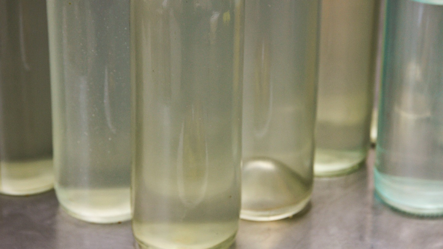 Τσιπουράδικα