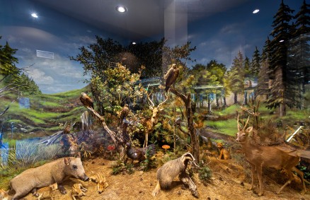 Natural History Museum of Meteora & Mushroom Museum