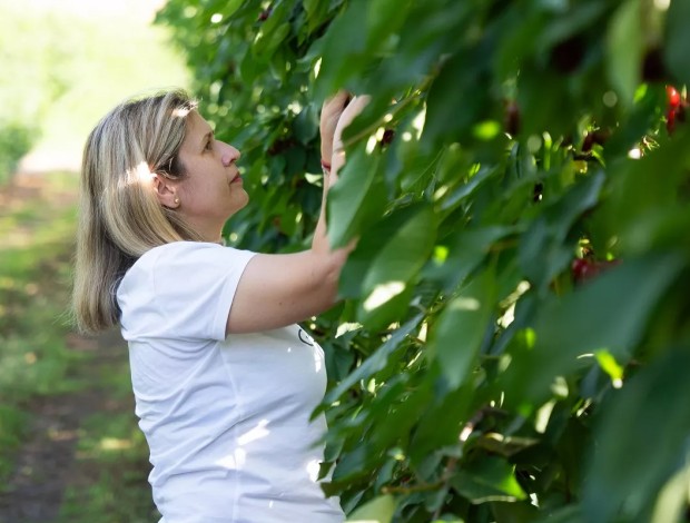 Municipality of Agia – The Region That Produces Greece’s Most Famous Cherries, Apples, and Chestnuts