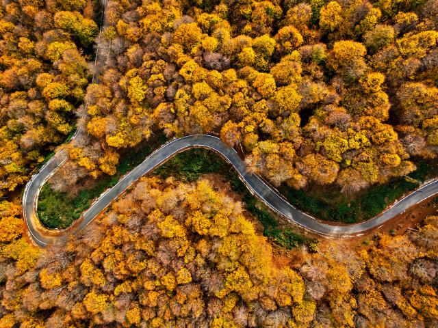 Autumn in the Mamali Forest