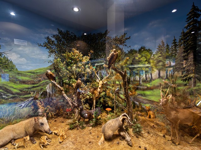 Natural History Museum of Meteora & Mushroom Museum