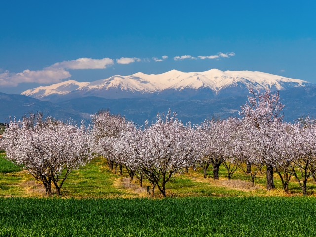 Spring Spectacle in the Thessalian Plain